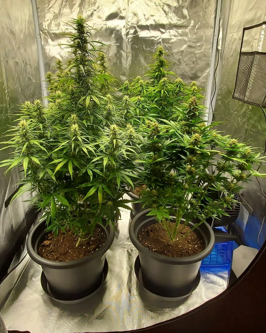 Pflanzen in Töpfen mit Substrat im Growzelt